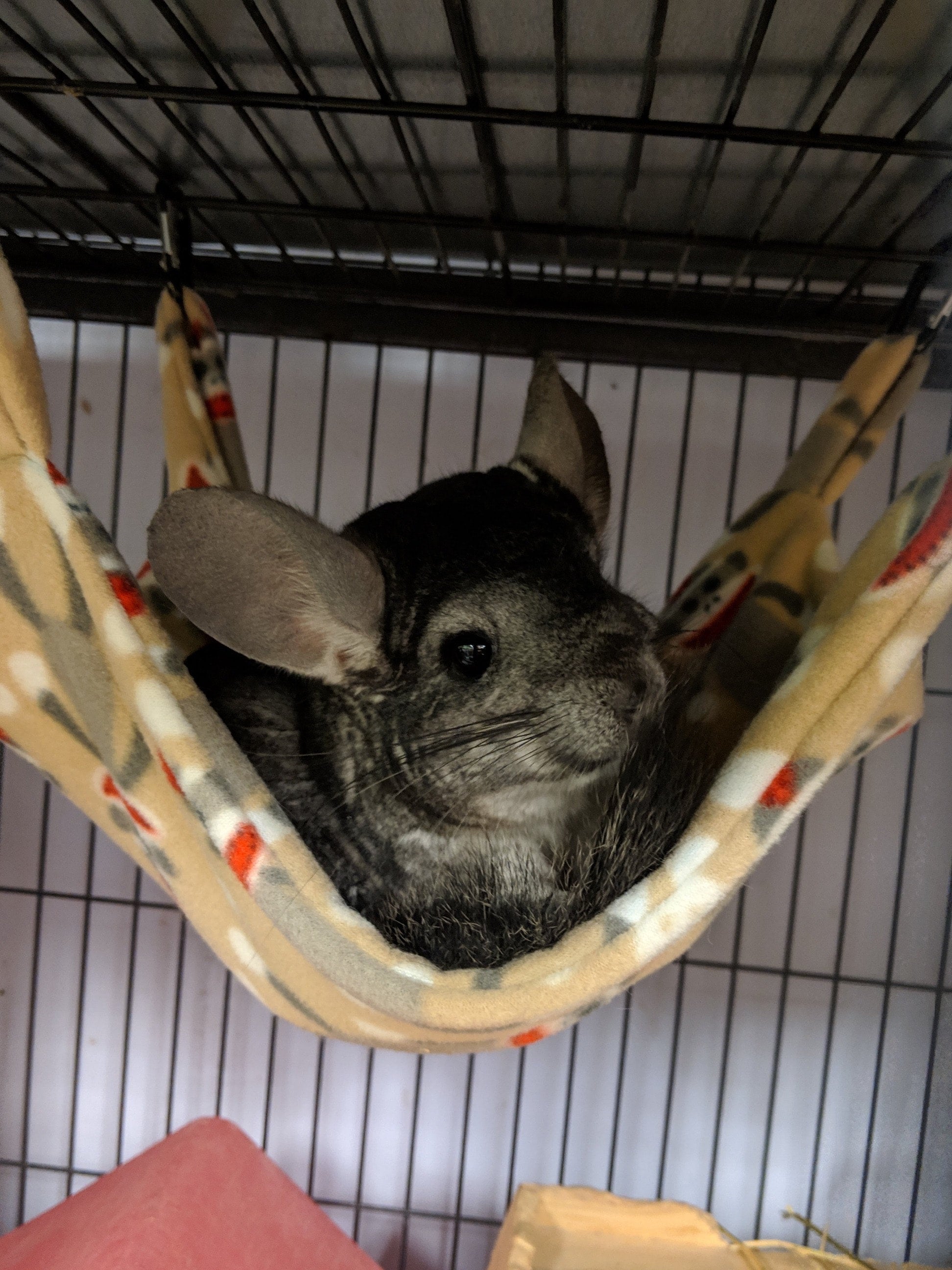Chinchilla Hammock Bunny Bunch Boutique