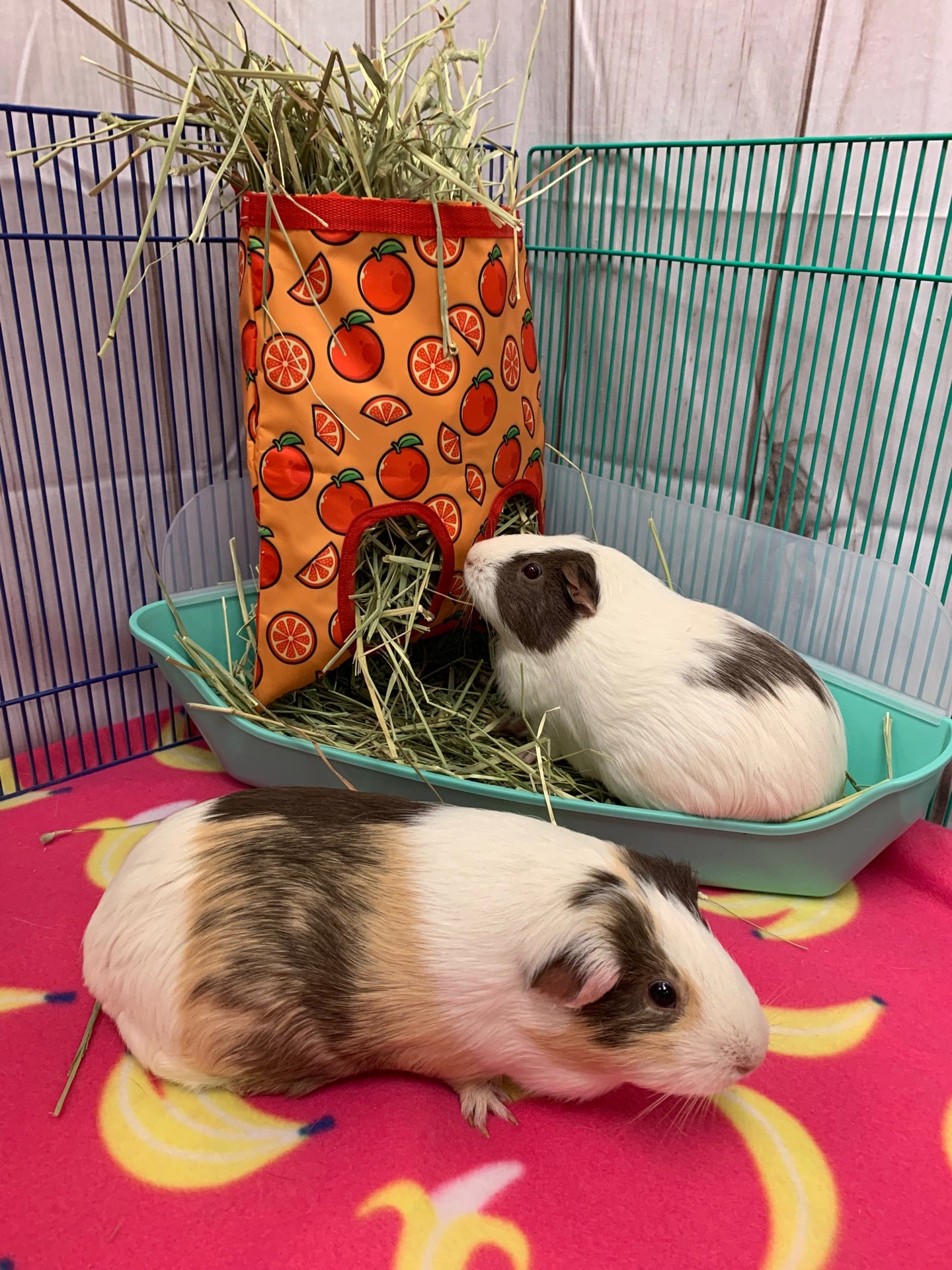 Beautiful view of Custom Guinea Pig Hay Delivery Gift Boxes