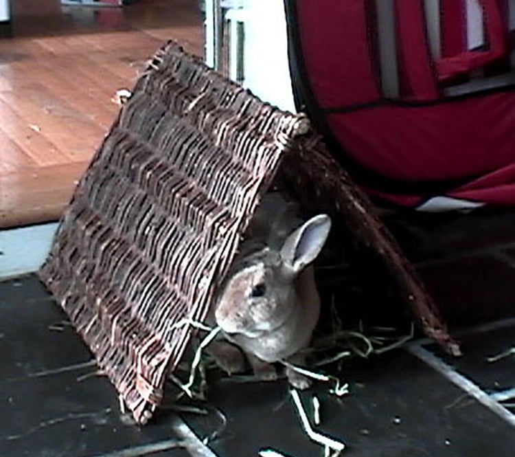 Willow tent sales for rabbits