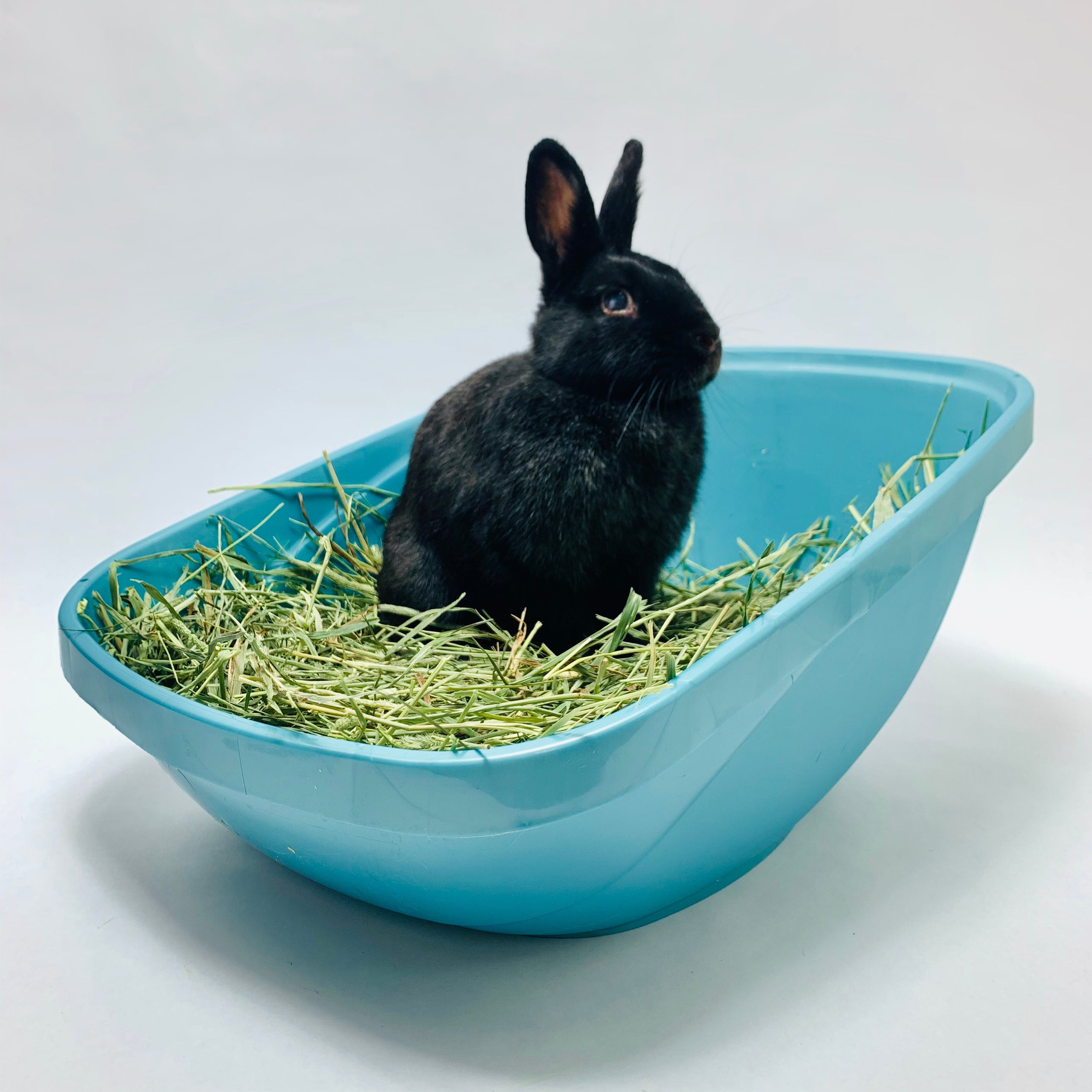 High Back Litter Box (rounded) Light Blue Bunny Bunch Boutique