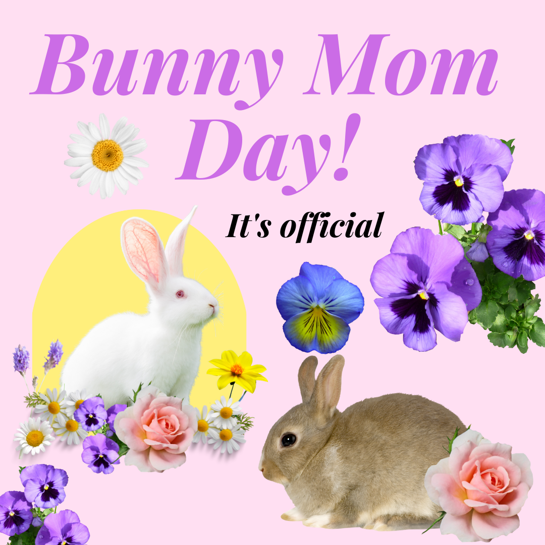 Bunny Mom Day Photo Shoot Bunny Bunch Boutique